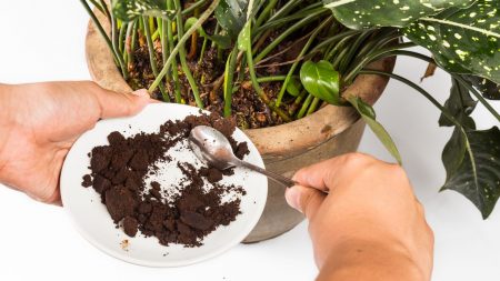 Kávový lógr nevyhazujte: 6 tipů využití na zahradě i v domácnosti