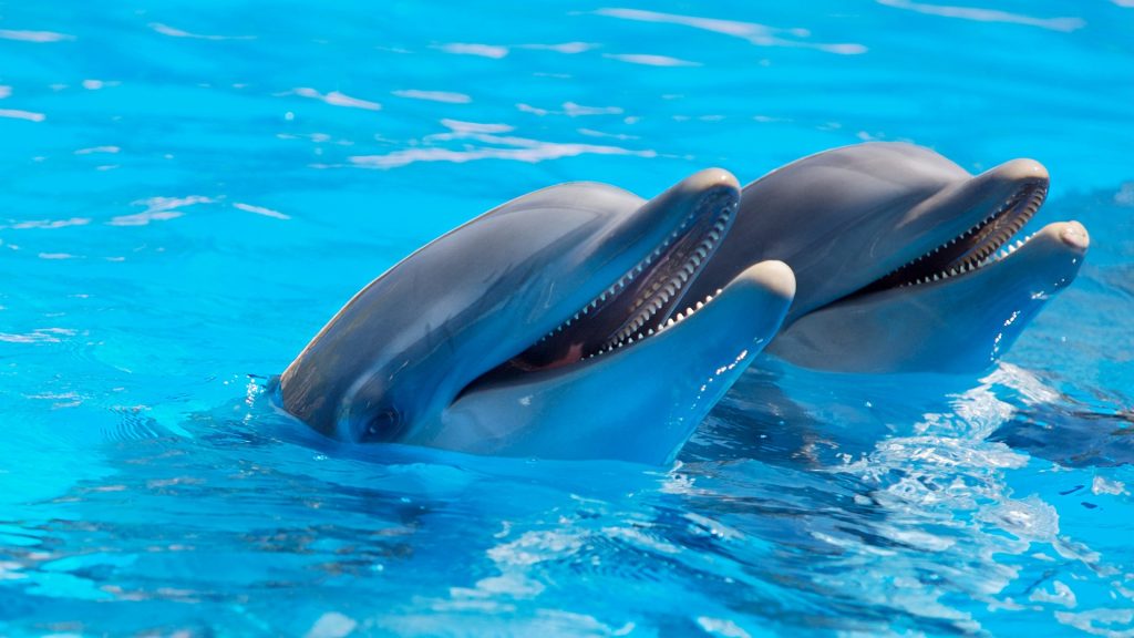 Delfíni se dokonce snaží zachránit topící se lidi. 
Fotka od Pexels z Pixabay.