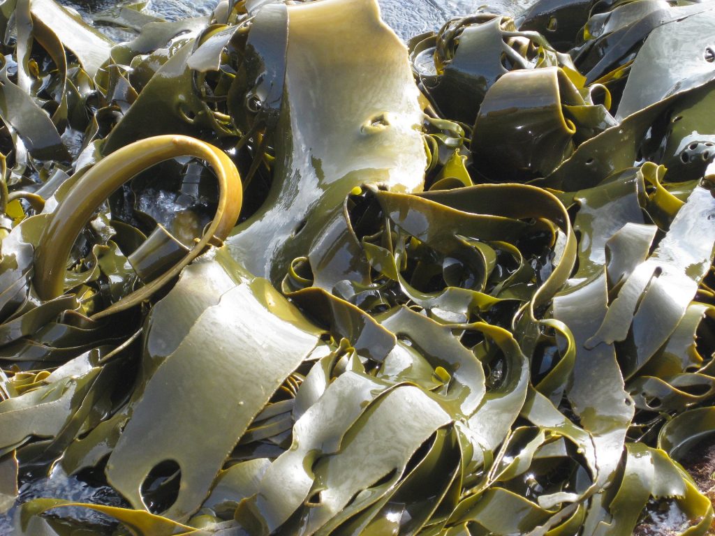 Kelp by mohl vyřešit mnoho palčivých otázek dneška. 
Fotka od krantzpeter z Pixabay.