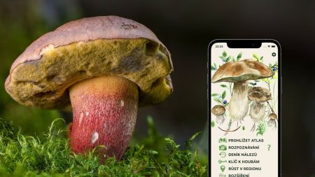 Houbaření dnes: Vyfoť houbu a aplikace už sama rozpozná, jestli bude smaženice k večeři