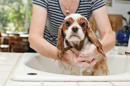 Jak často koupete svého psa? Pro a proti přílišné psí hygieny