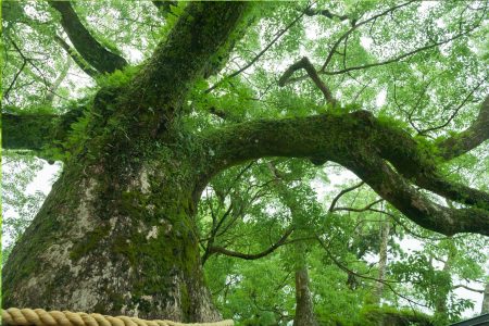 Krvavé stromy a stromy smrti: Satanské duby a kmeny jako rakve