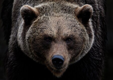Turisty v horách začal pronásledovat medvěd: Zachránil je student s výcvikem! Znal trik, jak šelmu odehnat
