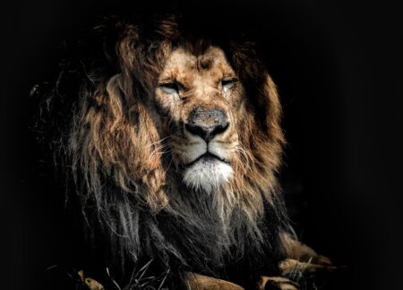 Zemřel nejstarší lev na světě. Podlehl zraněním, která mu způsobili pastevci