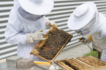 Rodinná včelí farma přežila komunismus, dnes našla skvělou alternativu k plastovým sáčkům