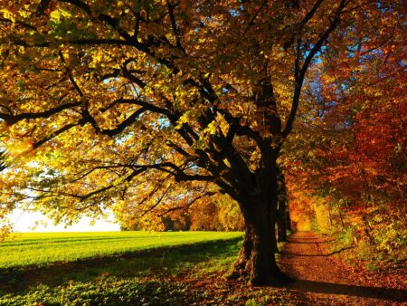 Stromy shazují listy, když se jim už nevyplatí je krmit. Co určuje jejich barvu nebo načasování jejich opadu?