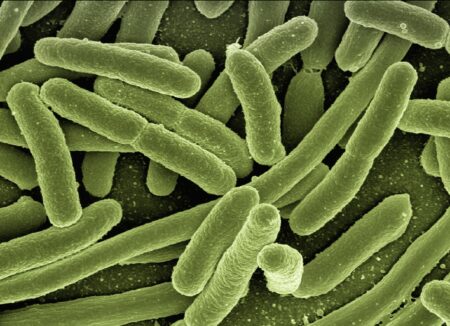 5 nejděsivějších vědeckých objevů, jako například Neviditelné bakterie