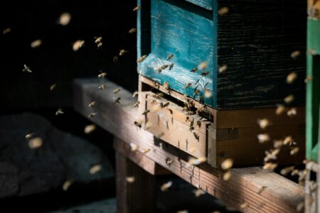 Včelařství bez tajemství - věci, o kterých se na kurzech nemluví